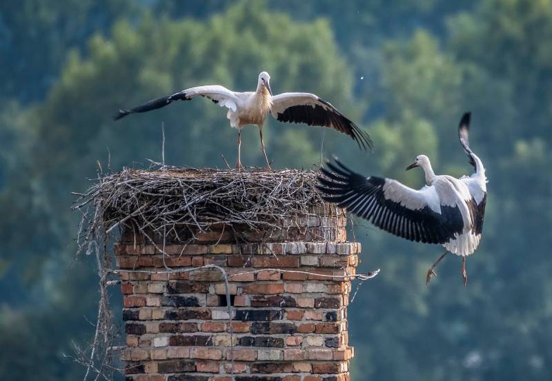 Professional Chimney Animal Removal Services in Naperville, Illinois