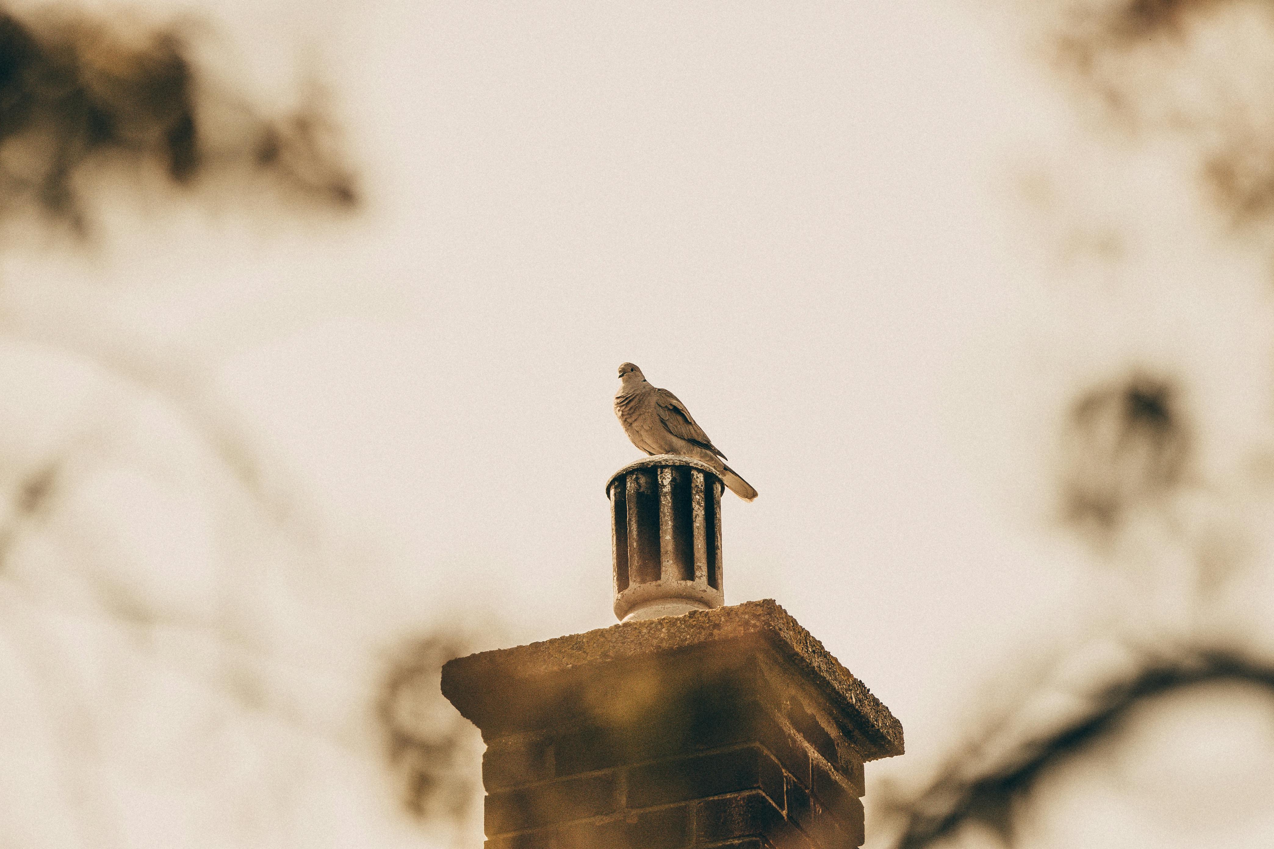 Professional Chimney Cap and Damper In Naperville Illinois